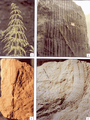sem-shagov-v-paleozoe